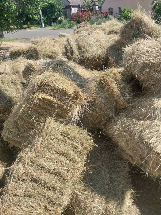Продам сіно 2026