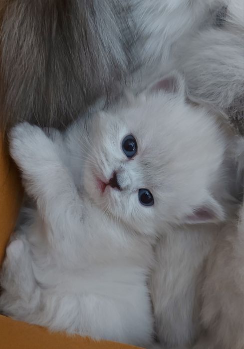 Котенятка Регдол Ragdoll