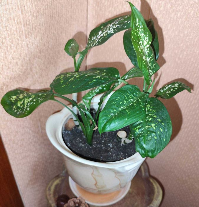 Комнатные цветы: педилантус, молочай,плектрантус