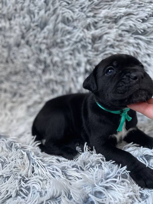 Щенки кане корсо . Цуценята кане корсо .  Кане корсо