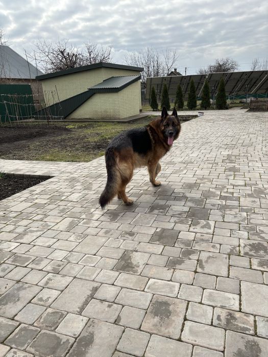 Немецкая овчарка вязка