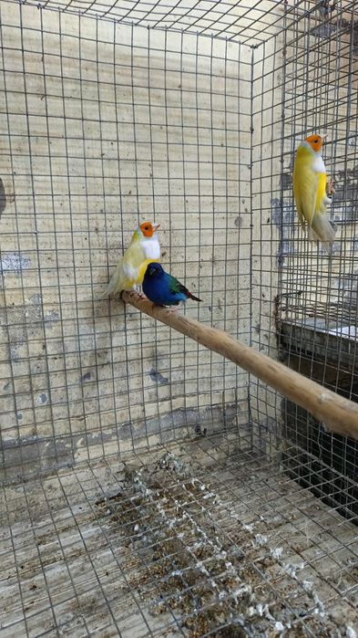 Machos diamante gould