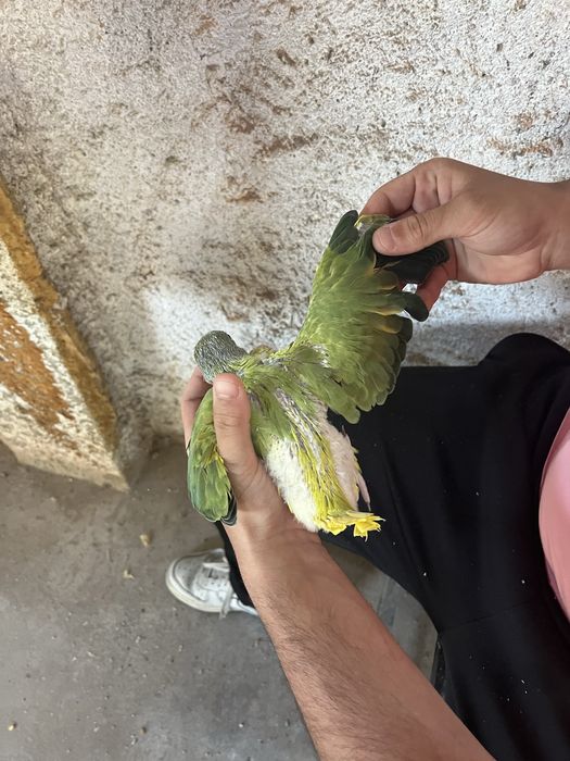Ring Neck Cleartail Opalino