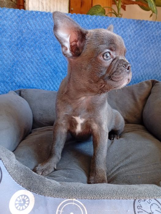 Ecelente Buldog francês
