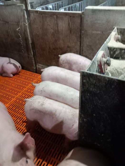 Продам поросята трьохпородний гібрид