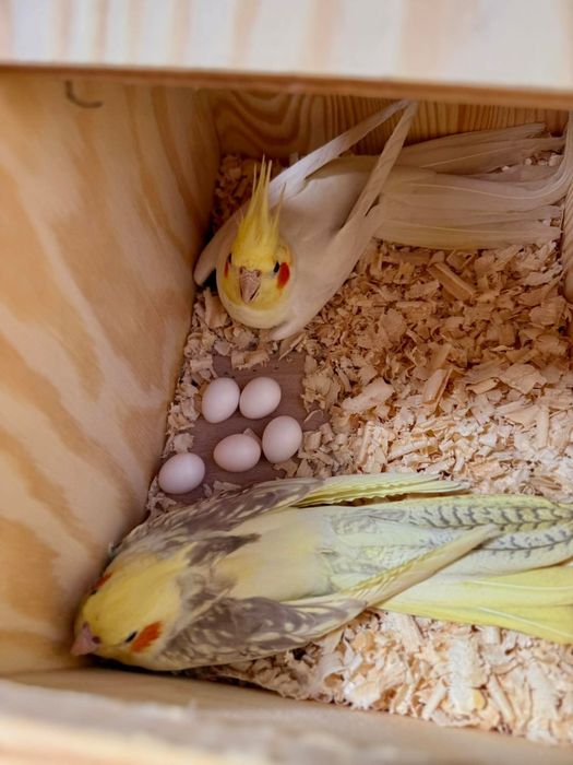 Parka nimf na sprzedaż