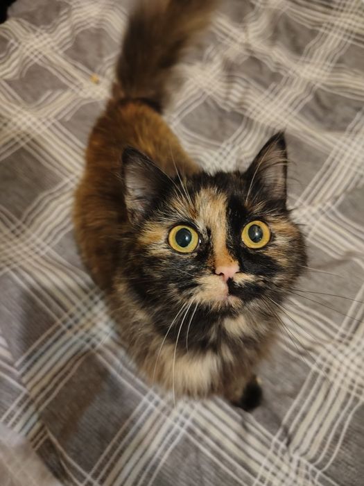 Віддам котика у добрі руки