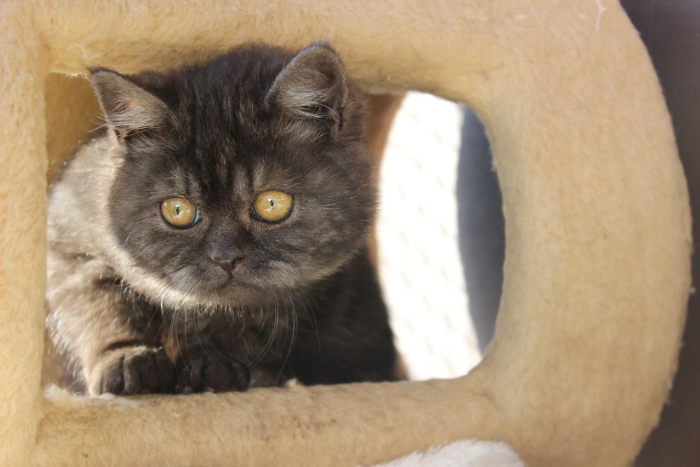 Британка шоколадна дівчинка