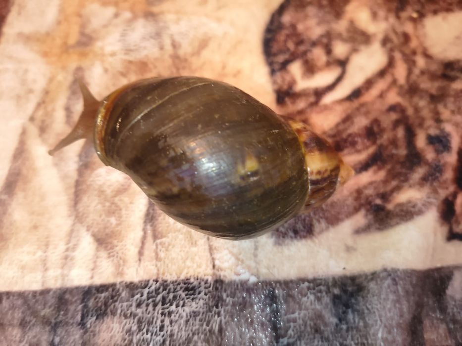 Sprzedamk Lissachatina fulica,