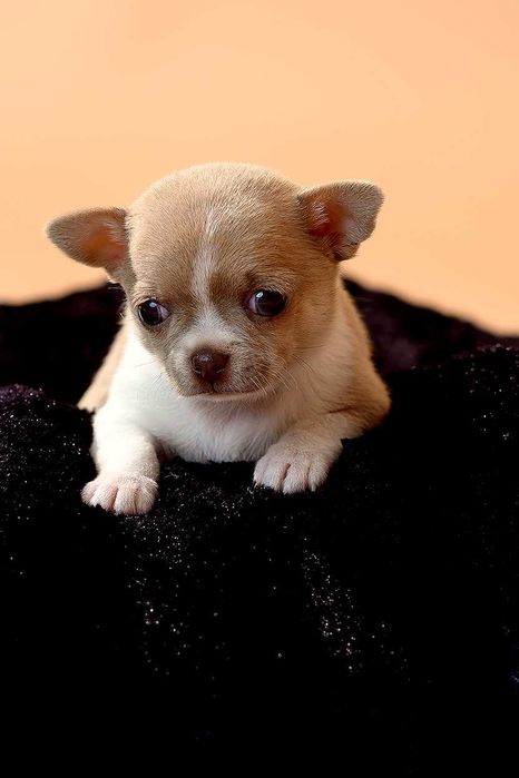 Самые милые и маленькие малыши чихуа для лучших людей!