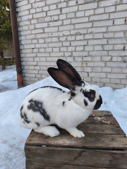 Samica samiec Belg/srokacz bardzo ładne
