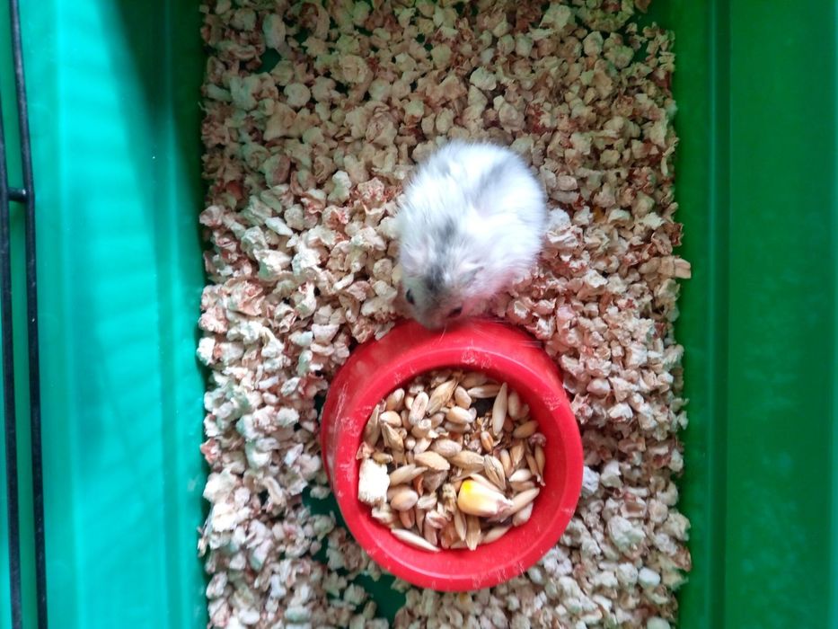 Хомячки Кременчуг