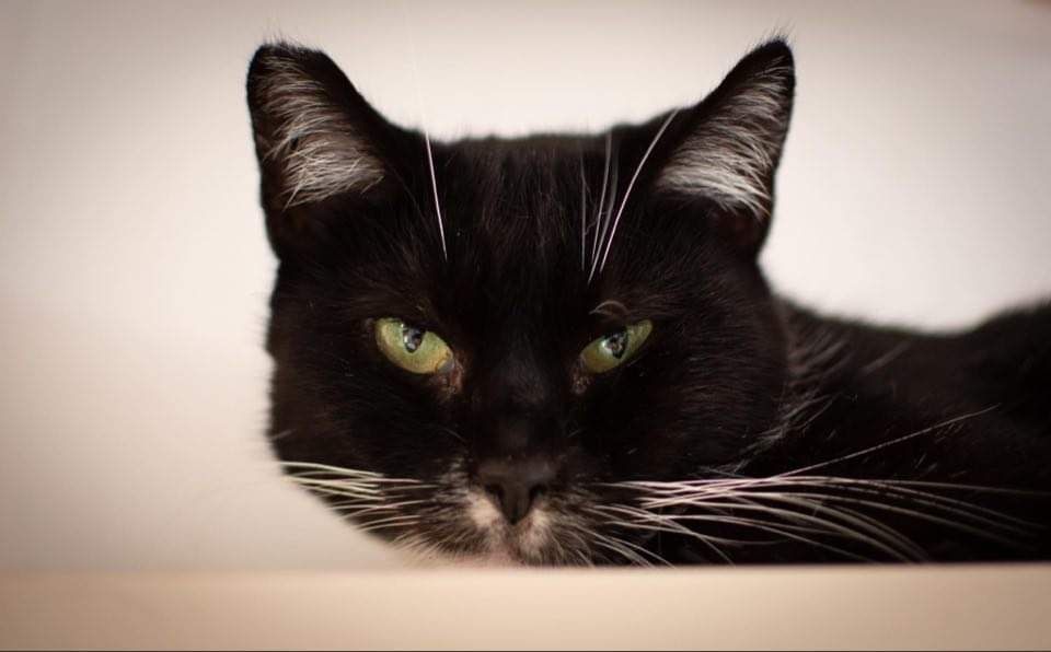 Mała Czarna czeka na dom