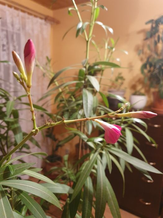 Oleander różowy 180 cm