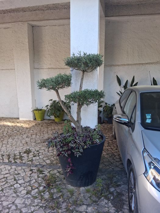 Oliveira bonsai com vaso
