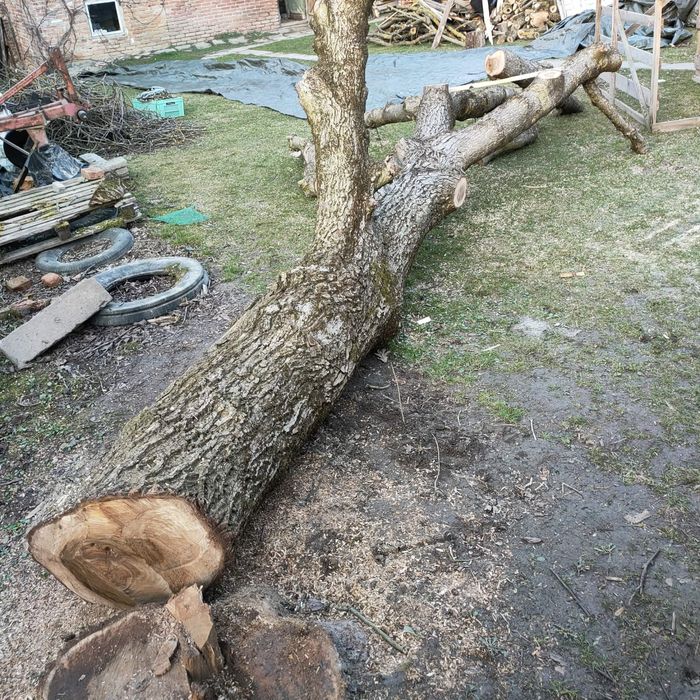 Świeżo ścięty pień orzecha