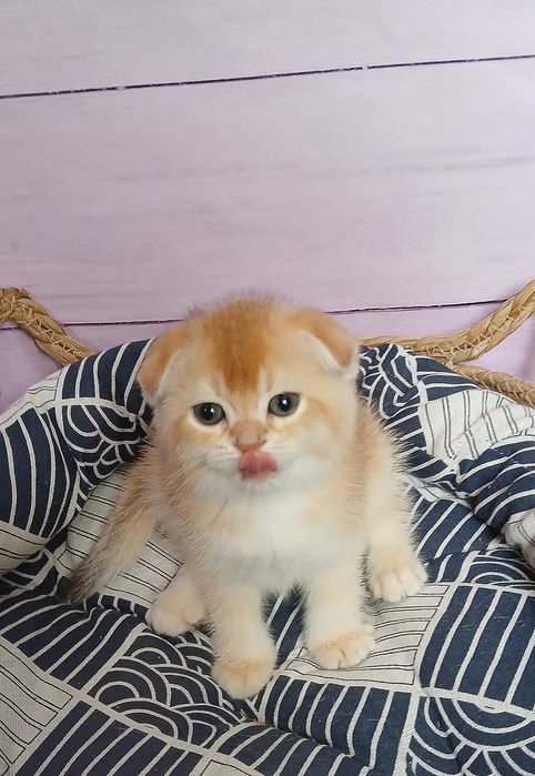 Котики золотої шиншили в пошуках родини