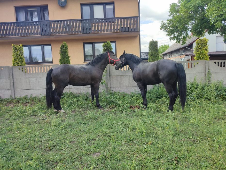 Sprzedam ogiera śląskiego