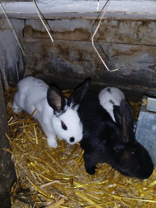 Królik kroliki młode srokacze