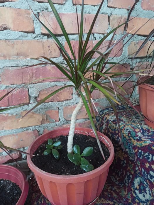 Продається Драцена