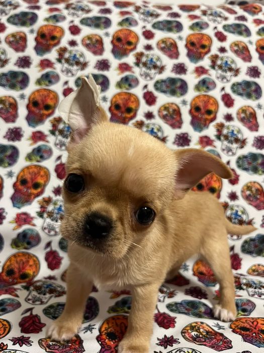 Chihuahua dziewczyneczka ZKWP