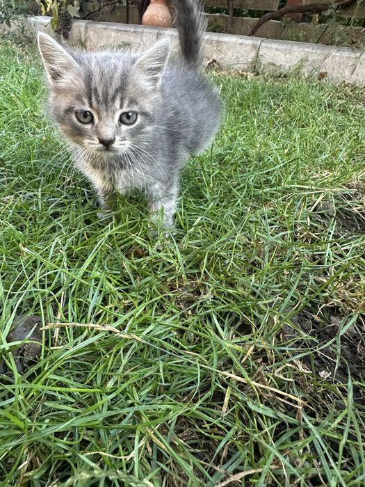 Котики і киці безкоштовно