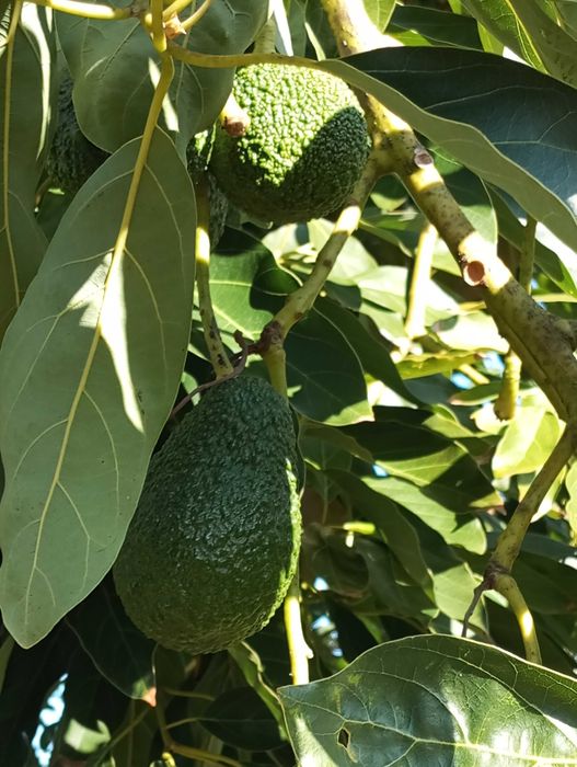 Abacates caseiros – Variedade Hass (100% naturais)