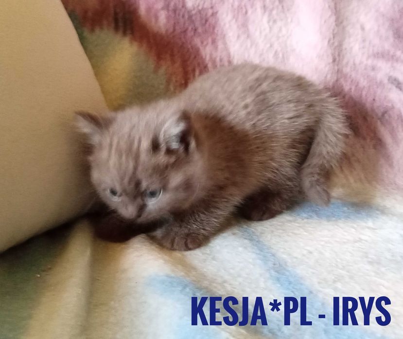 Kocurek brytyjski cynamonowy rodowód FPL