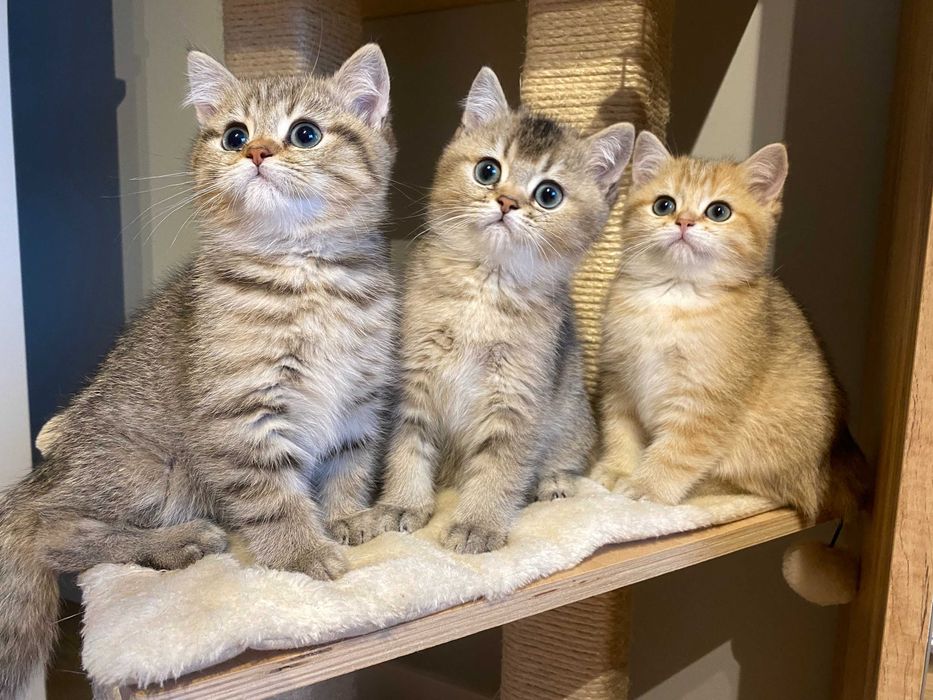 kot brytyjski złoty . rodowód WCF