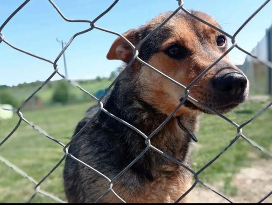 Julian do adopcji