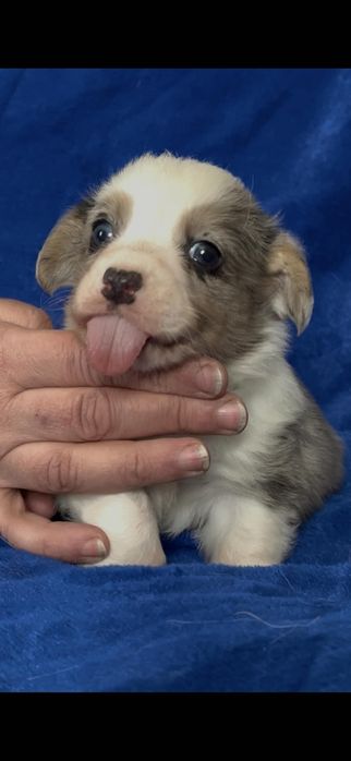 Собака-улыбака,славный малыш корги