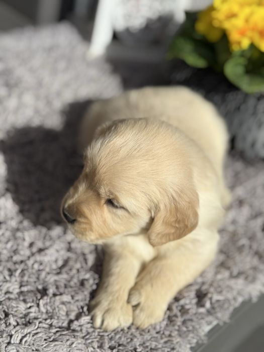 Suczka Golden Retriever GOTOWA DO ODBIORU