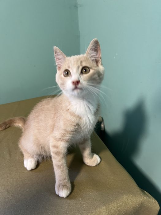 Котенок ищет любящую и ответственную семью