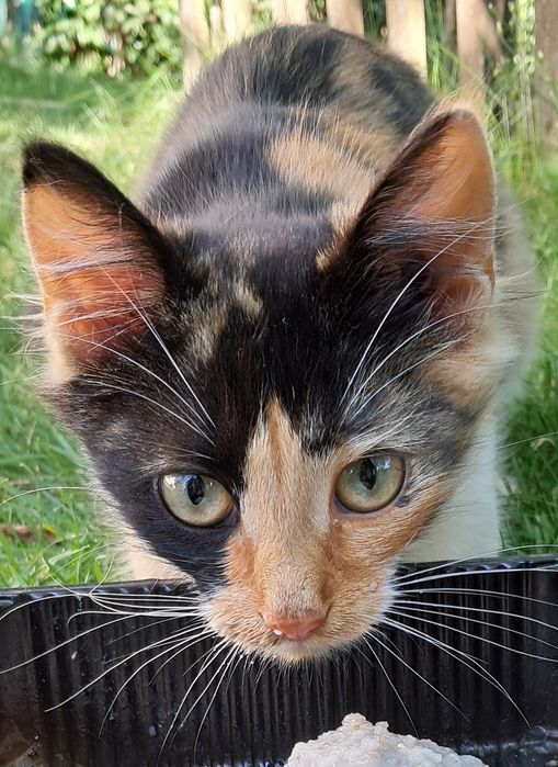 Віддам кошеня (біла кішка, чорний кіт, триколірна кішка)