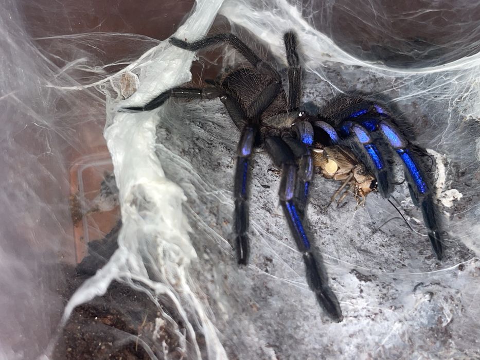 Ptaszniki pajaki oferta