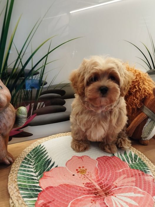 Suczka Maltipoo f1 z Rodowodem