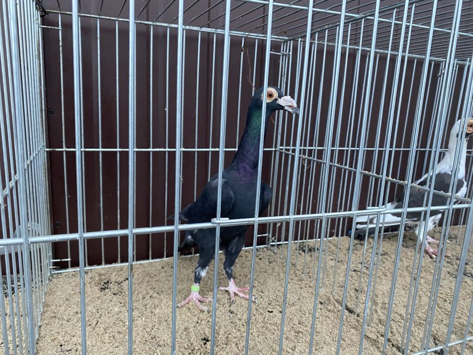 Młody samiec Karier