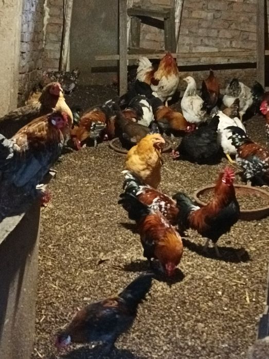 Півні (Корольки)