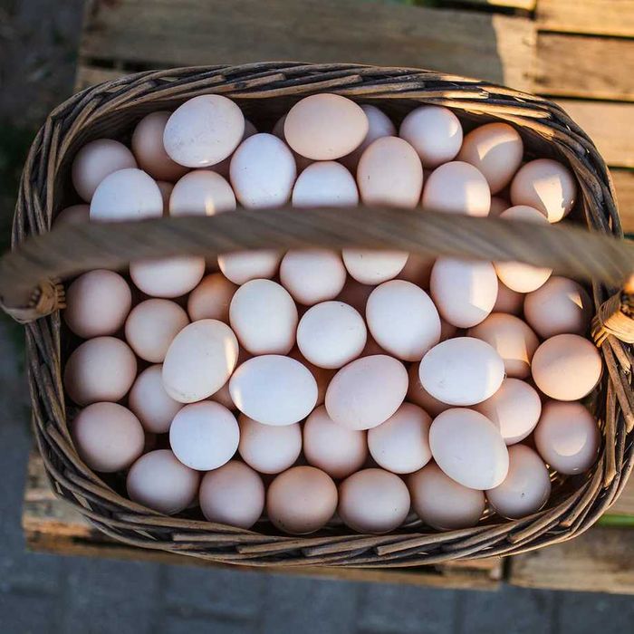 Jaja wiejskie, ekologiczne, wolny wybieg