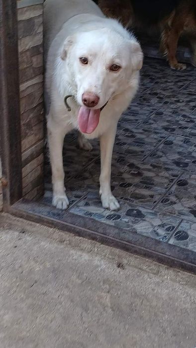 Красавчик блондин Атос