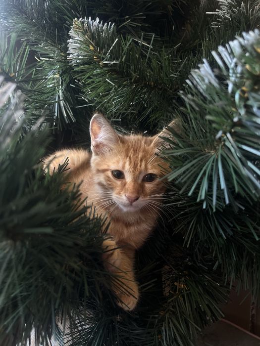 В пошуках родини кошенята