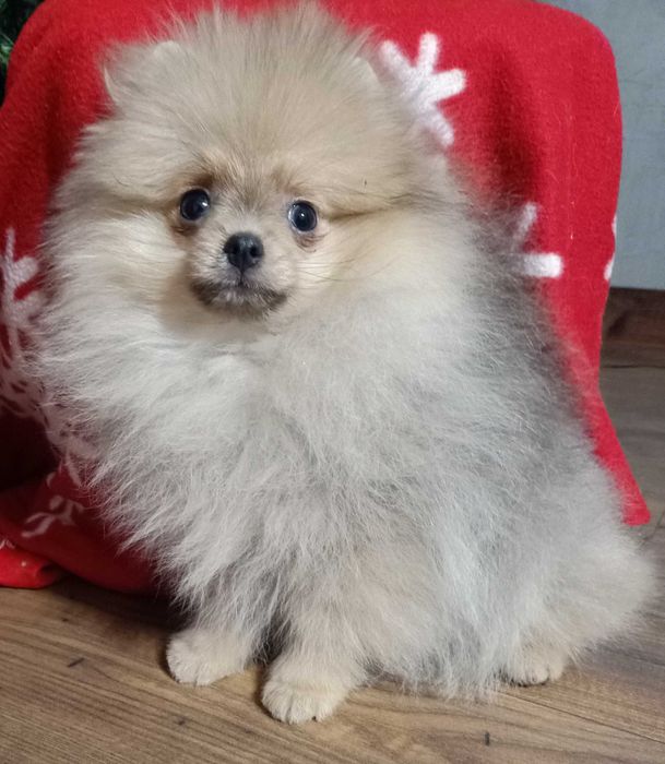 Bardzo słodka dziewczyna dla rodziny