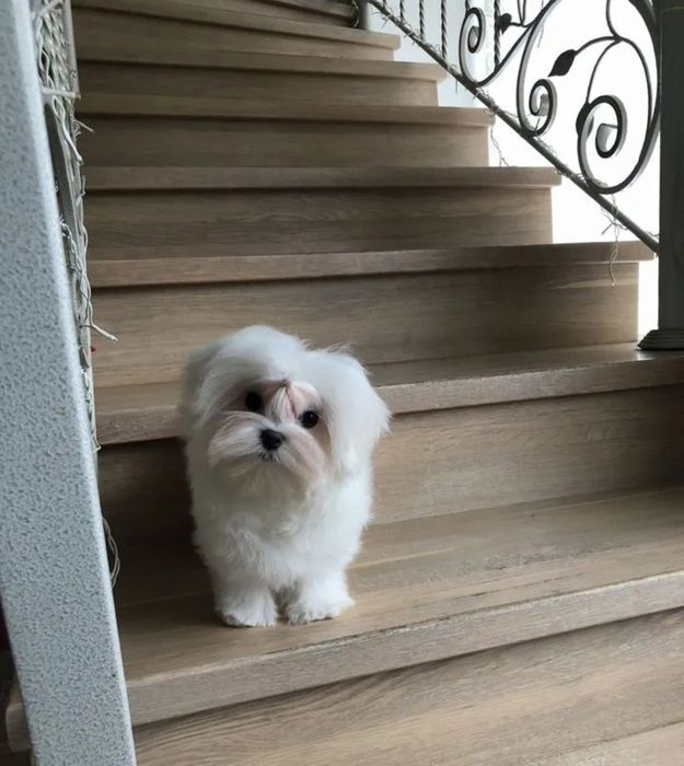 Чудові мальтійські болонки