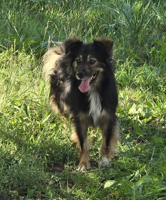 Dwa pieski jak bracia do adopcji po śmierci właściciela