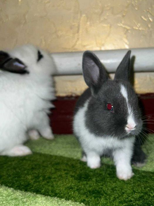 Милі пухнасті кролики