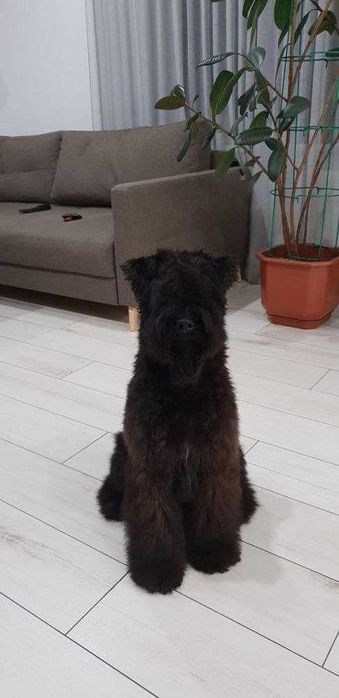 Цуценята Керрі Блю Тер'єра!