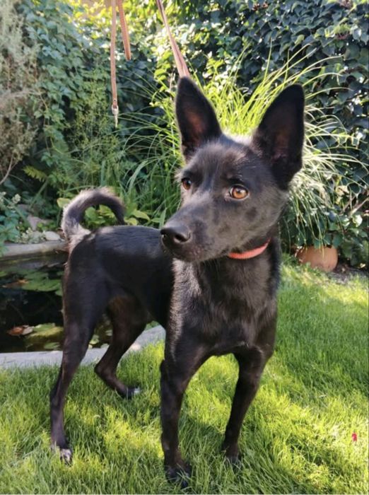 Шукає дім молода стерилізована красуня