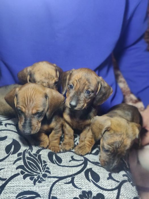 Грайливі тигрові цуценята такси