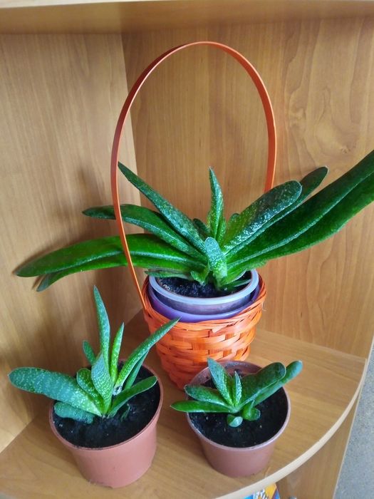 Gasteria odnóżki