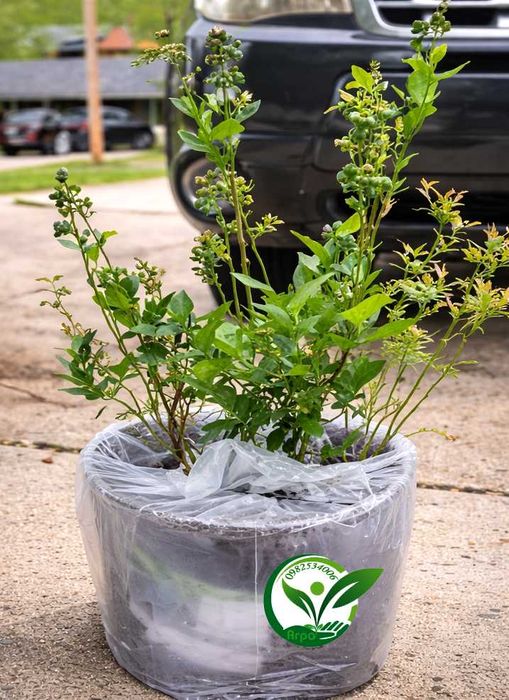Буровка саджанці купити високоросла контейнерні саджанці лохини в саду